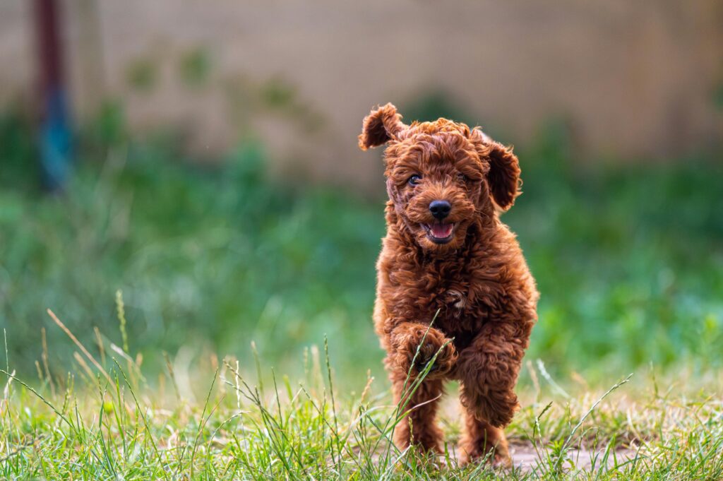 Poodle joyfully jumping over a DIY obstacle course on a lush green lawn