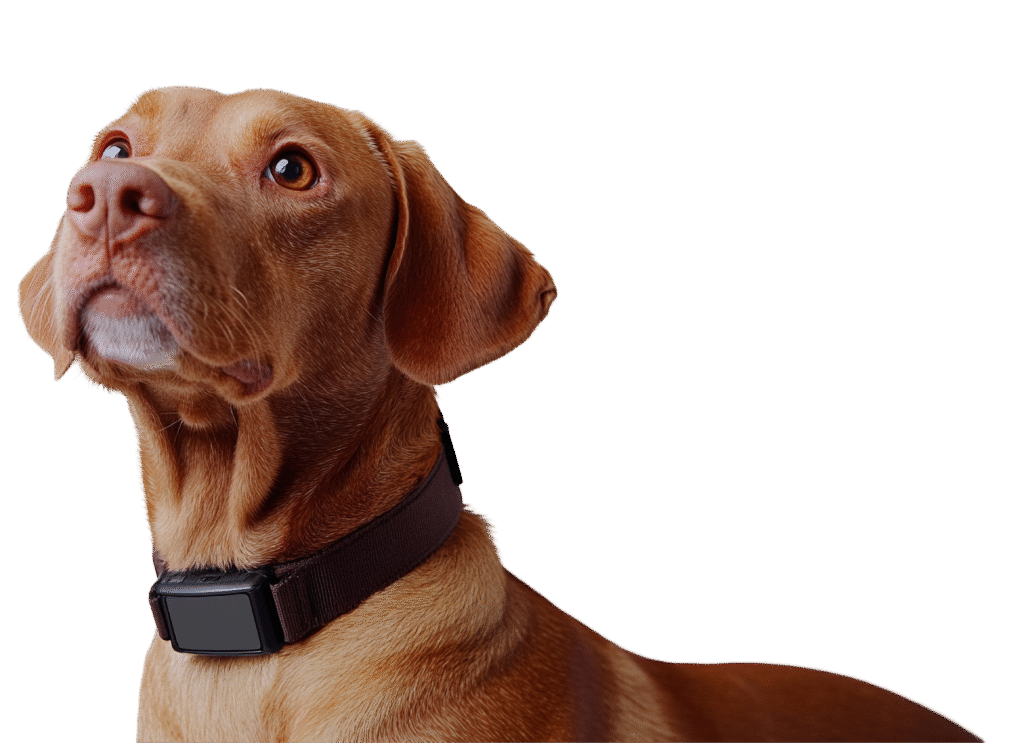 Dog wearing a smart collar for pet vital signs monitoring