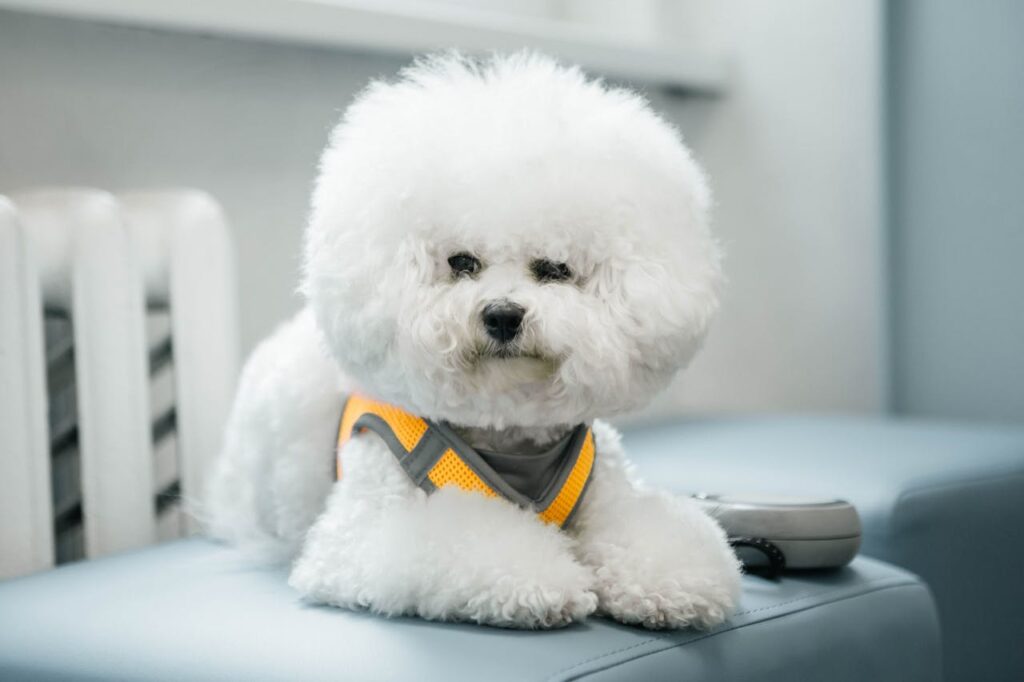 A white dog sitting on a blue couch