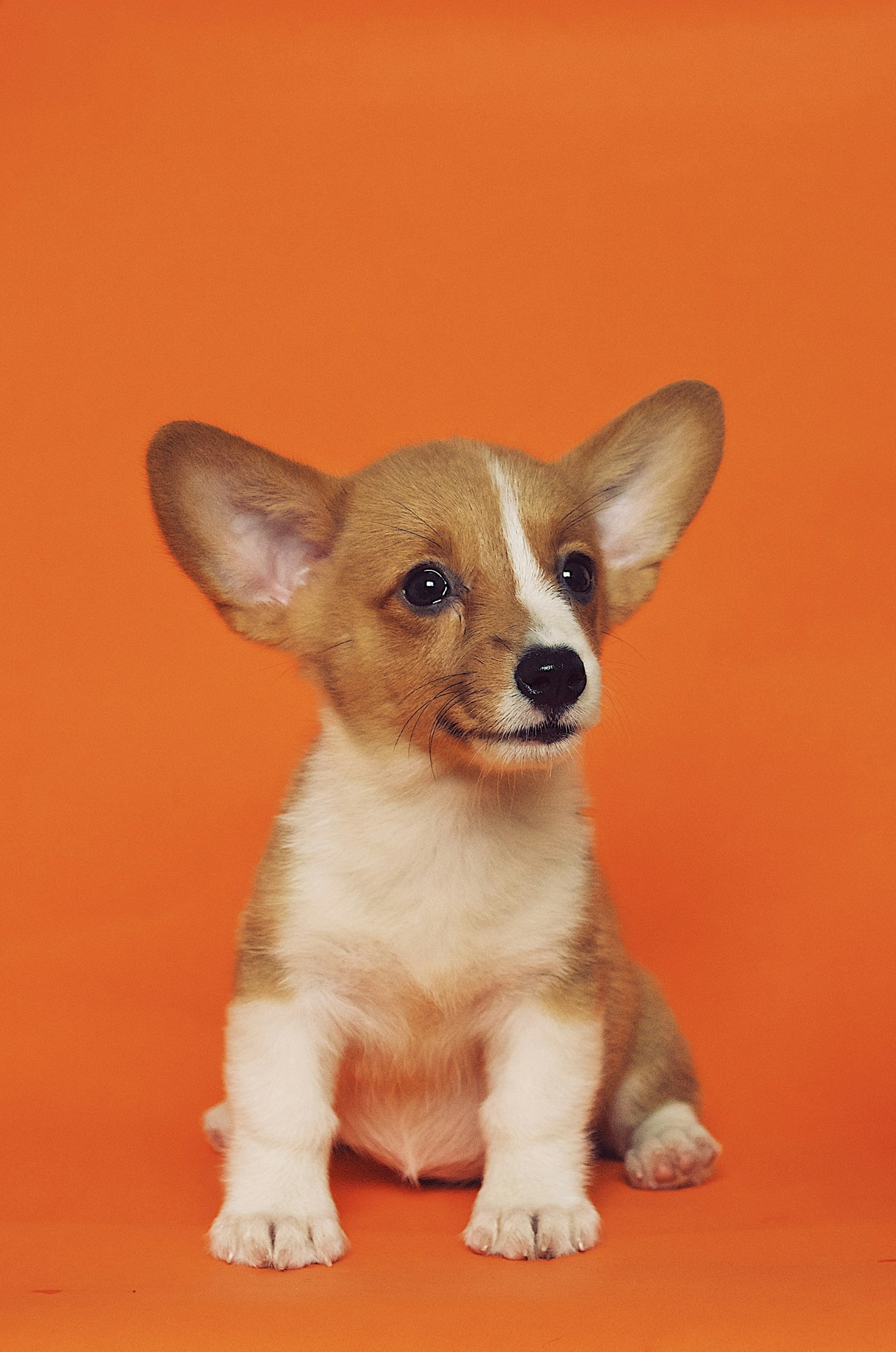 Top Nutrition Tips for Active Dogs