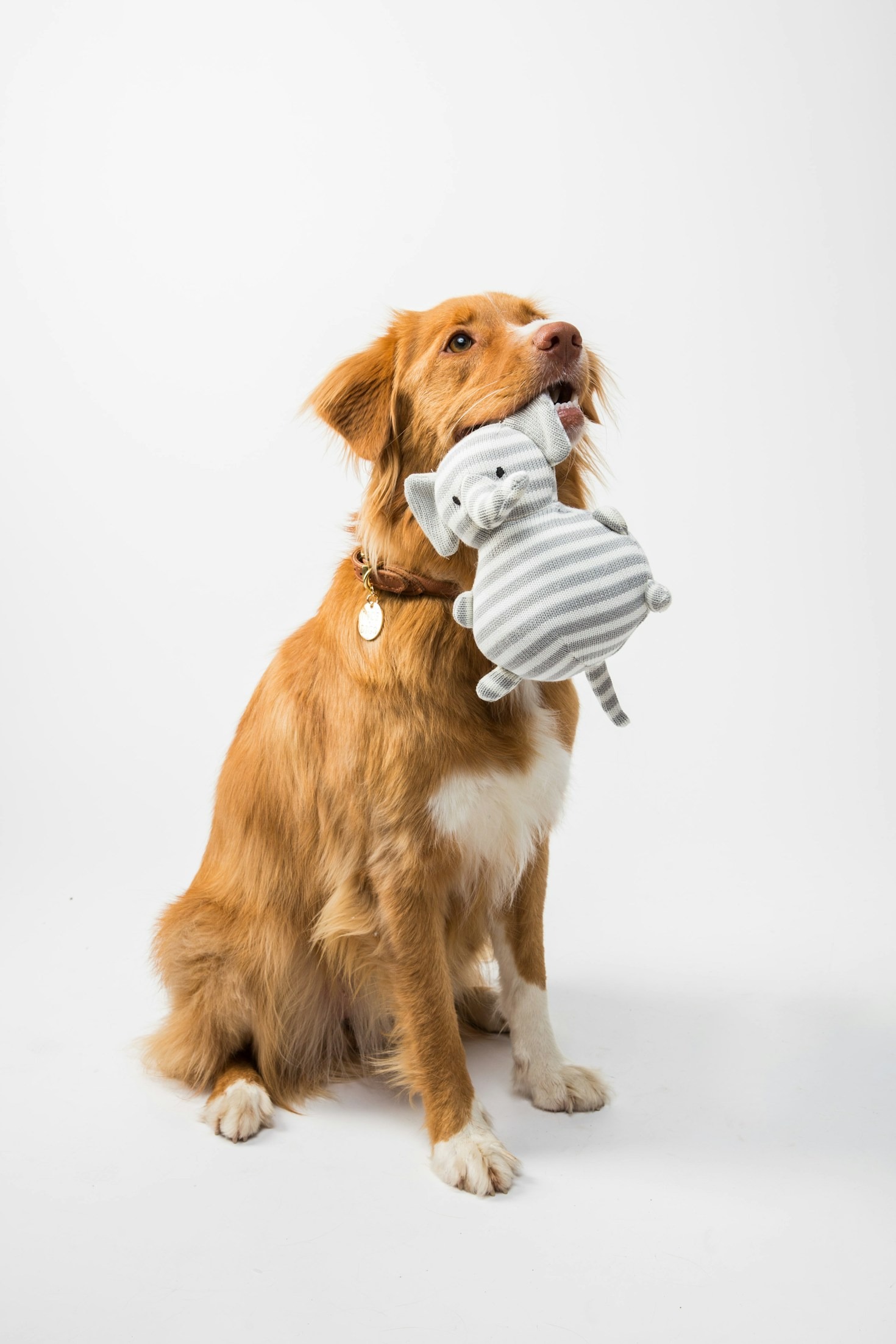 The Best Toys for Heavy Chewers