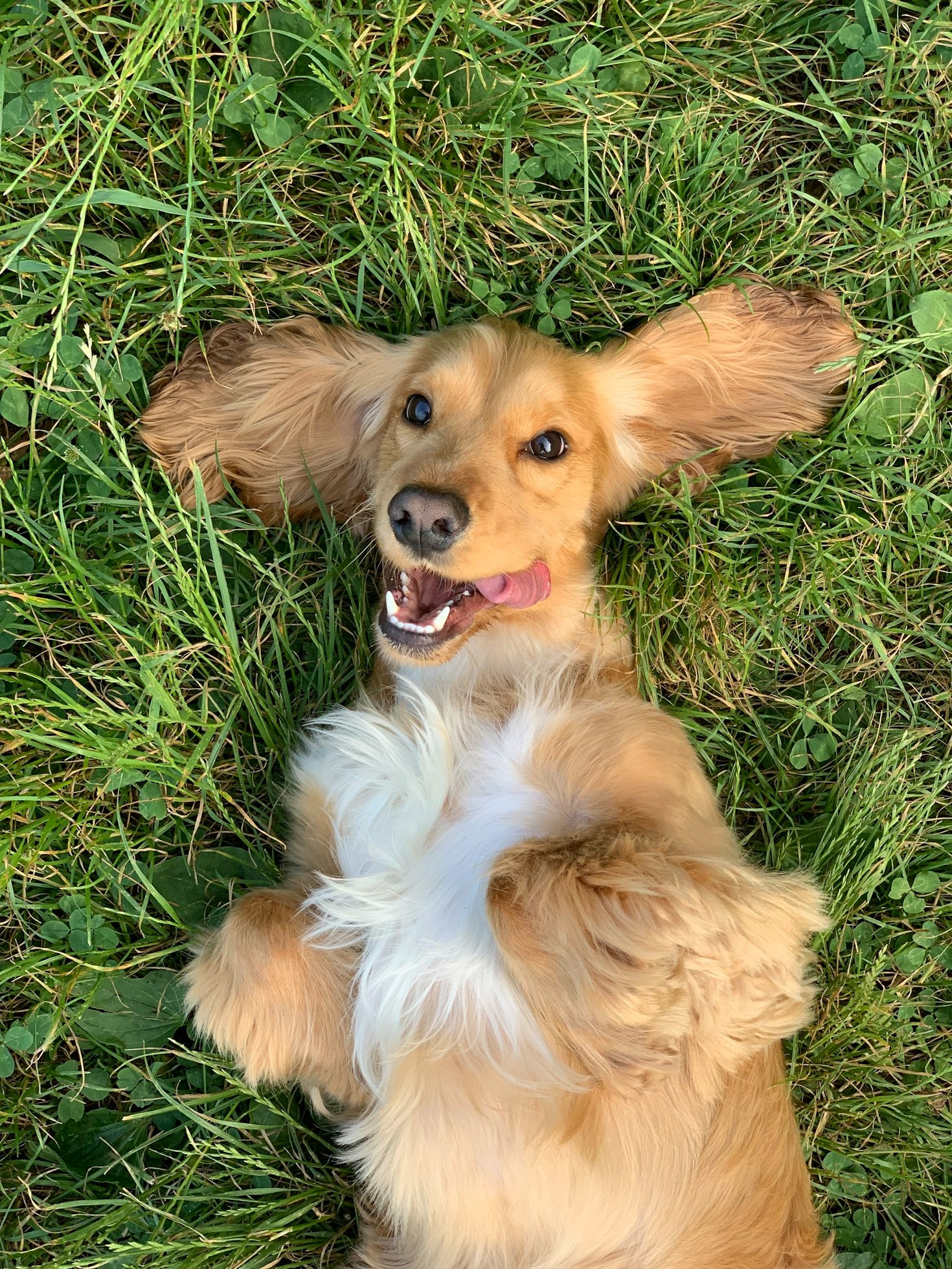 Safe Seasonal Activities for Your Canine