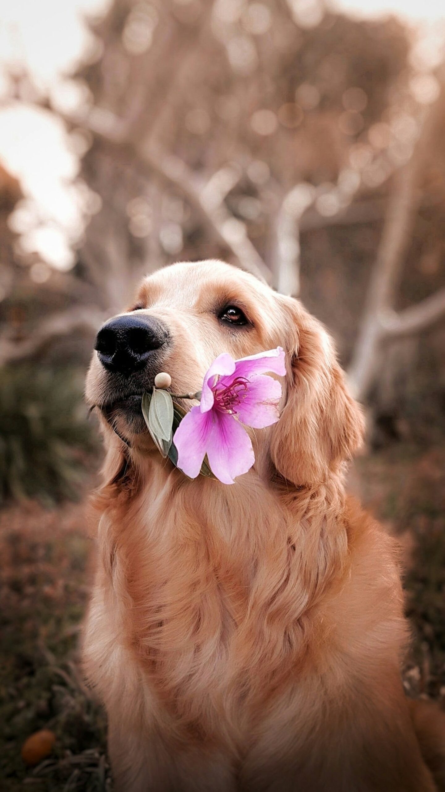 Understanding Your Dog Through Their Behavior
