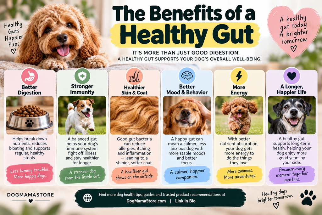 Infographic showing dog gut health benefits: better digestion, stronger immunity, healthier skin and coat, better mood, more energy, and a longer life
