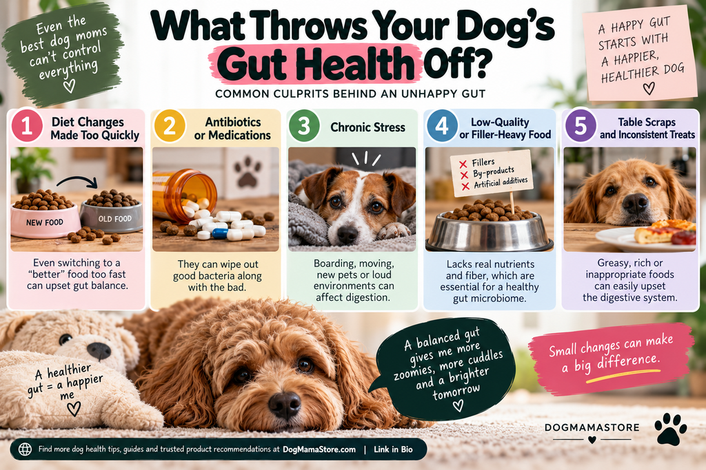 Infographic listing causes of poor dog gut health: quick diet changes, antibiotics, chronic stress, low-quality food, and table scraps