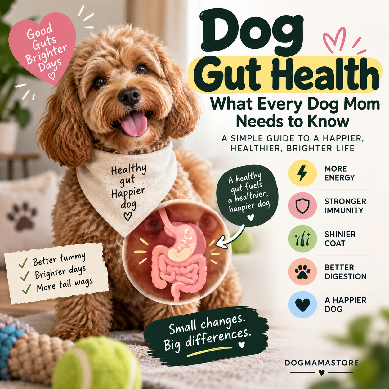Dog gut health infographic showing a cavapoo with a healthy digestive system illustration, listing benefits like more energy, stronger immunity, shinier coat, better digestion, and a happier dog