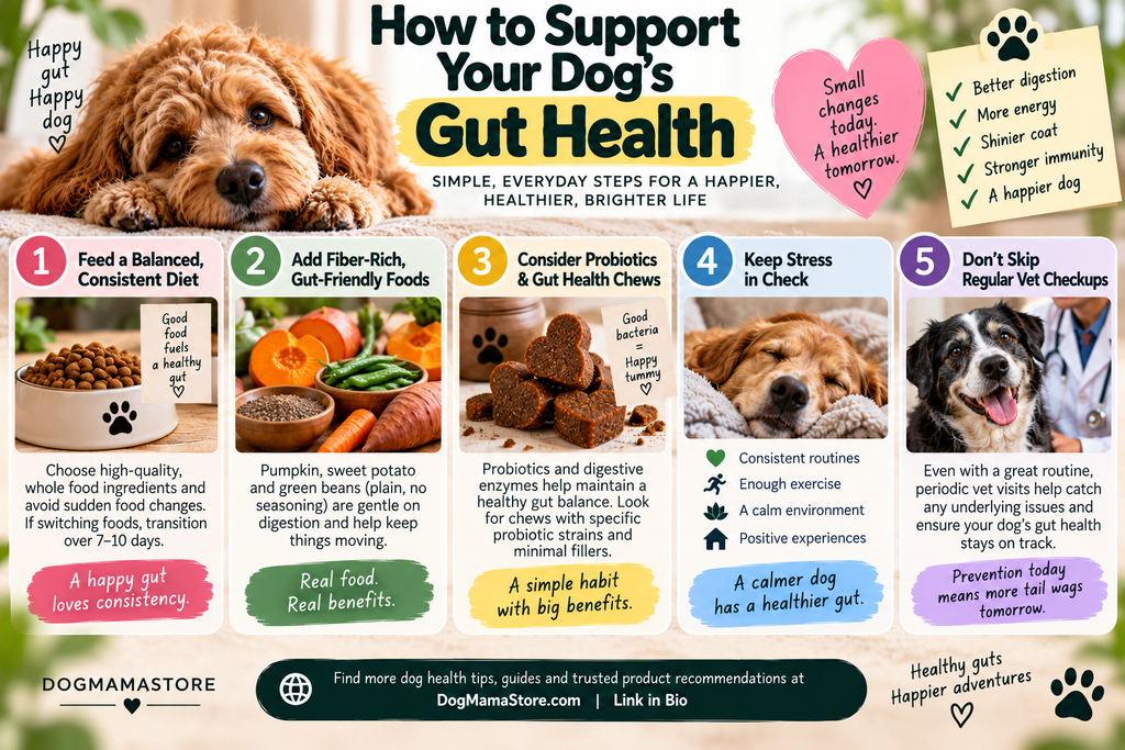 Infographic with 5 tips to support dog gut health chews, diet, fiber, stress management, and vet checkup