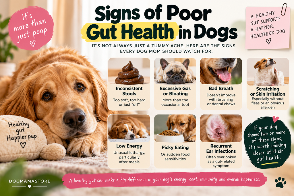 Infographic showing signs of poor gut health in dogs, including inconsistent stools, excessive gas, bad breath, skin irritation, low energy, picky eating, and recurrent ear infections